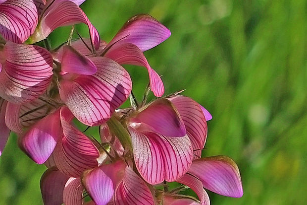 vičenec vikolistý Onobrychis viciifolia Scop.