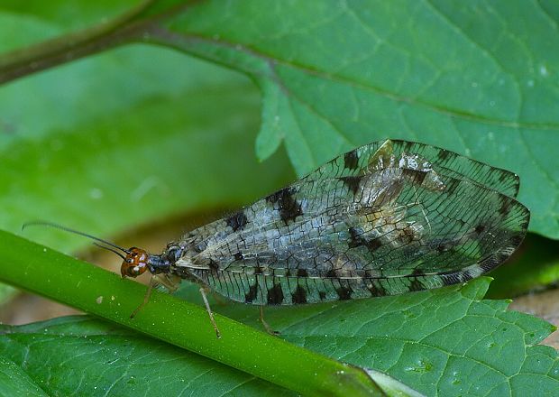 bystrinárka škvrnitokrídla Osmylus fulvicephalus