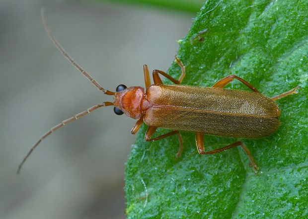 . Rhagonycha translucida