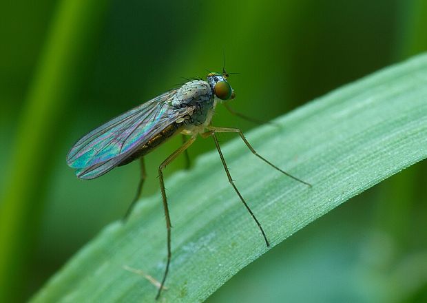 dlhonôžka Sciapus frater