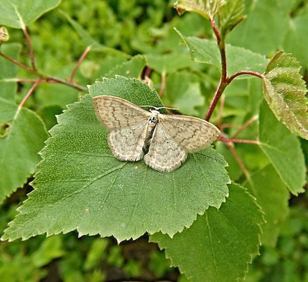 piadica marinková   /   vlnopásník vikvový Scopula floslactata Haworth, 1809