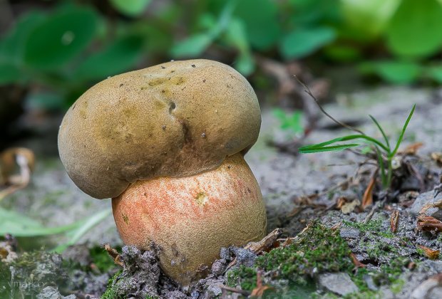 hríb zrnitohlúbikový Sutorius luridiformis (Rostk.) G. Wu & Zhu L. Yang