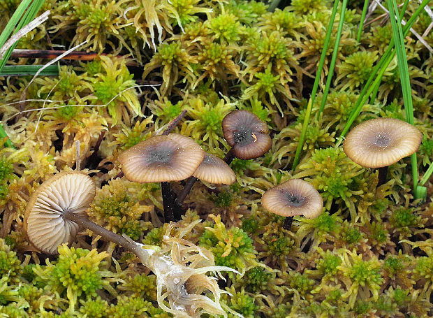 sivolupeňovka Tephrocybe palustris (Peck) Donk