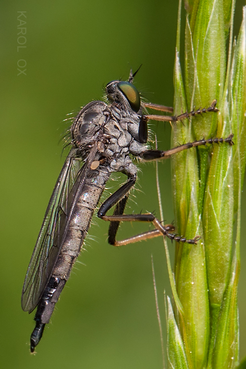 muchárka Tolmerus atricapillus