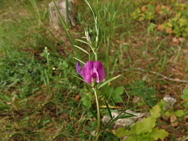 vika úzkolistá Vicia angustifolia L.