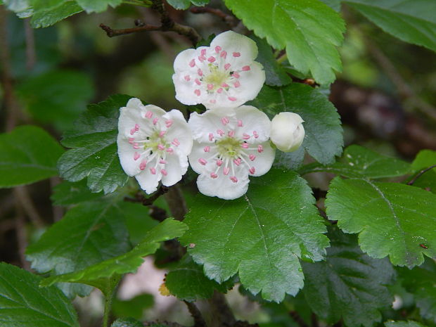 hloh obyčajný Crataegus laevigata (Poir.) DC.