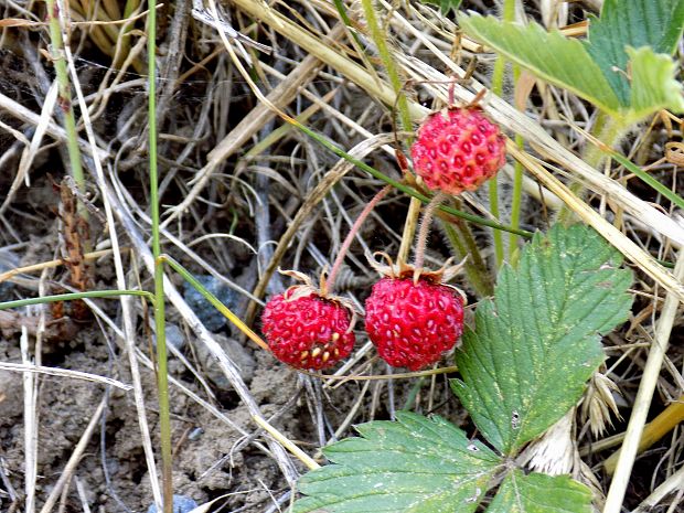 jahoda drúzgavicová Fragaria moschata (Duchesne) Weston