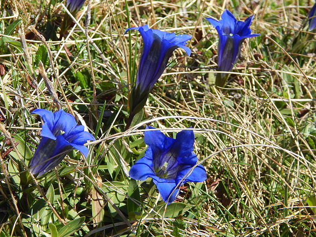 horec clusiov Gentiana clusii Perr. et Songeon