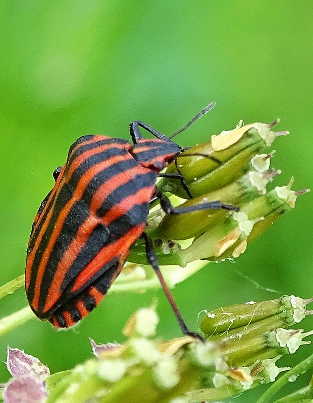 bzdocha pásavá Graphosoma italicum  (O.F. Müller, 1766)