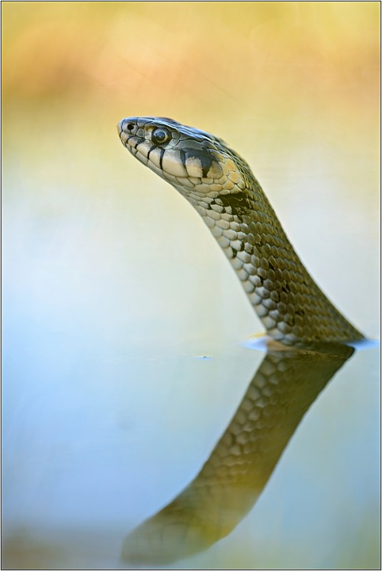 užovka obojková  Natrix natrix