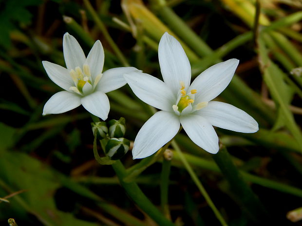 bledavka okolíkatá Ornithogalum umbellatum L