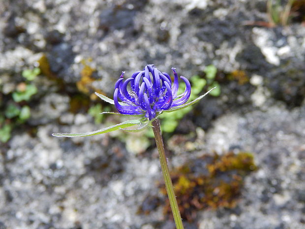 zerva hlavičkatá Phyteuma orbiculare L.