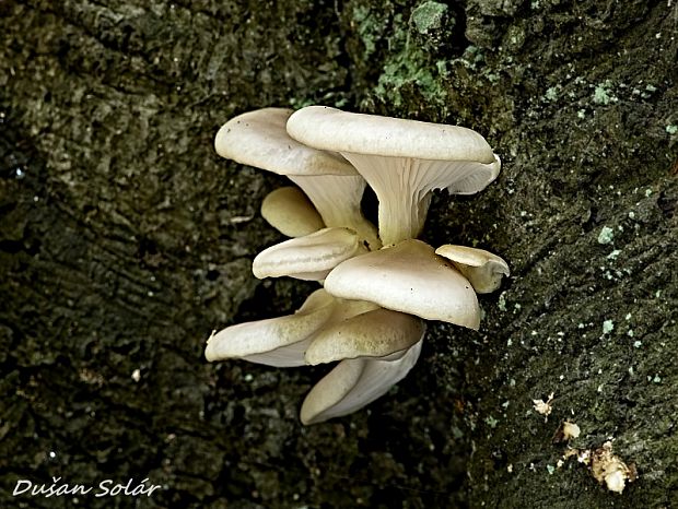 hliva buková Pleurotus pulmonarius (Fr.) Quél.