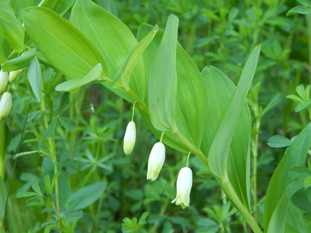 kokorík voňavý Polygonatum odoratum (Mill.) Druce