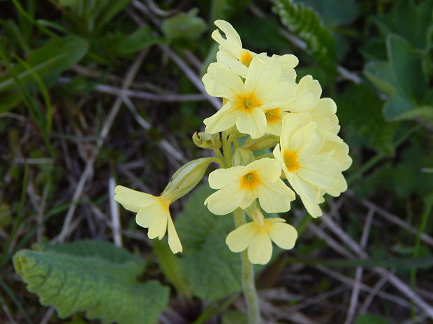 prvosienka jarná Primula veris L.