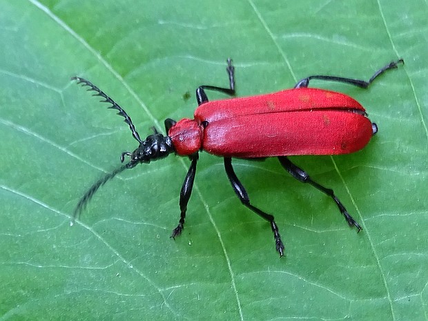 červenáčik ohnivý Pyrochroa coccinea  Linnaeus, 1761