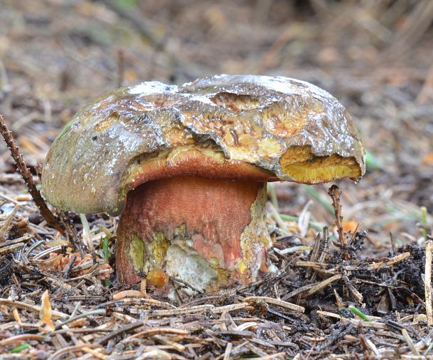 hríb zrnitohlúbikový Sutorius luridiformis (Rostk.) G. Wu & Zhu L. Yang