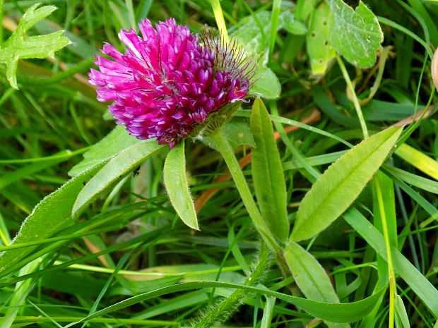 ďatelina alpská Trifolium alpestre L.