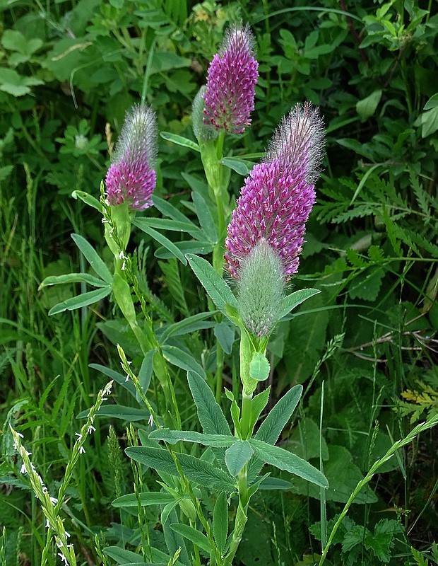 ďatelina červenastá Trifolium rubens L.