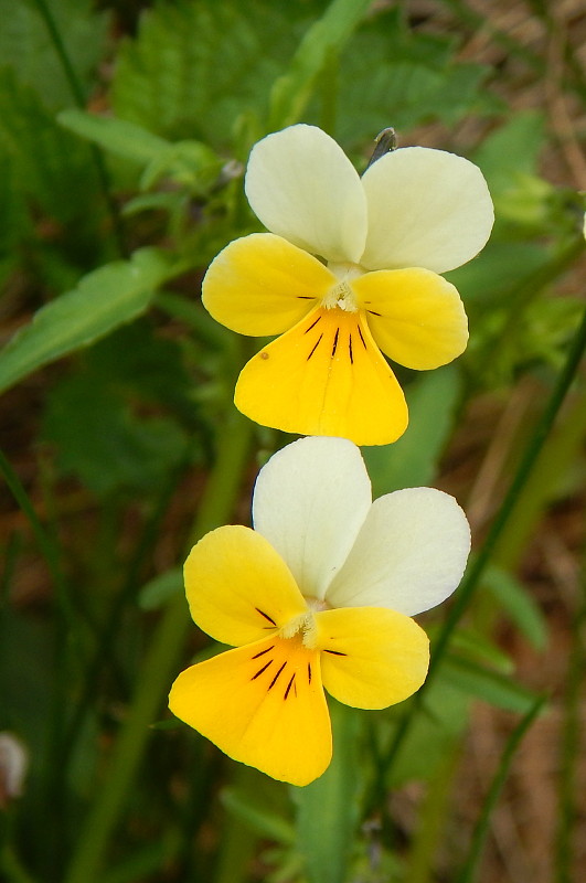 fialka Viola sp.