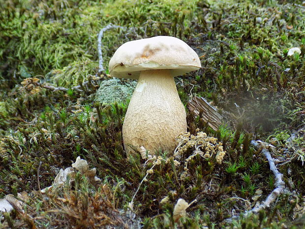 hríb dubový Boletus reticulatus Schaeff.