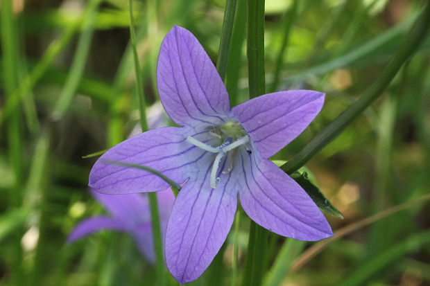 zvonček konáristý Campanula patula L.