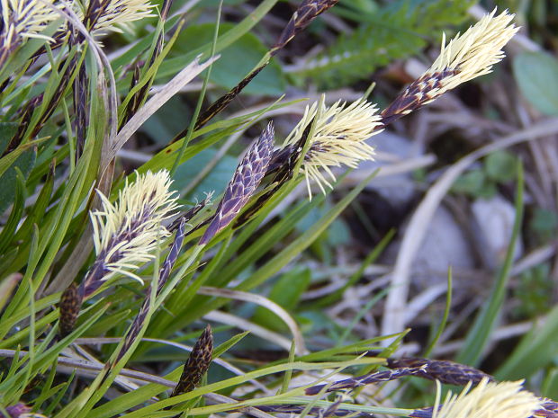 ostrica klinčeková Carex caryophyllea Latourr.