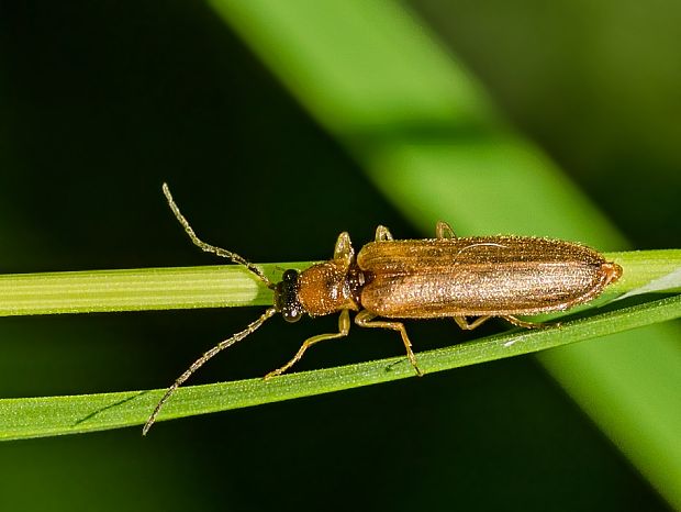 kováčik Denticollis linearis