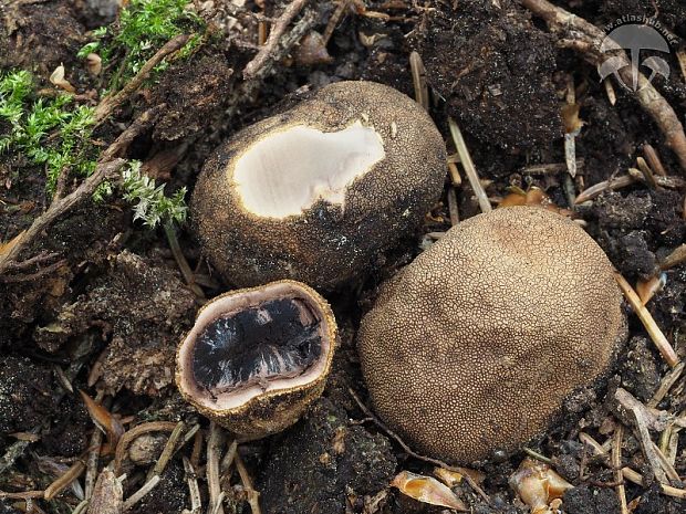 srnka obyčajná Elaphomyces granulatus Fr.