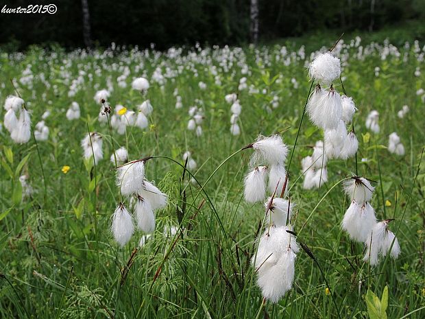 páperník úzkolistý Eriophorum angustifolium Honck.