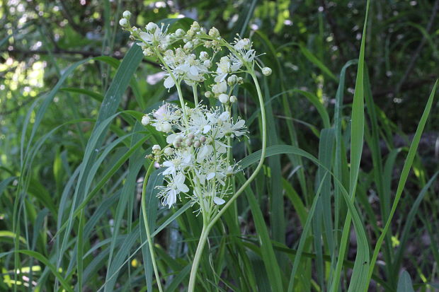 túžobník obyčajný Filipendula vulgaris Moench