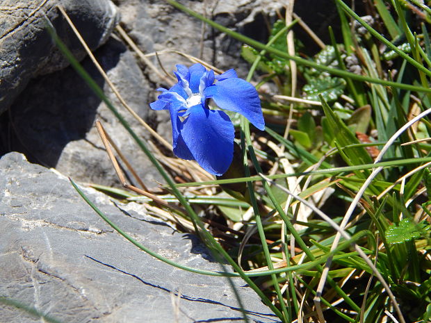 horec jarný Gentiana verna L.