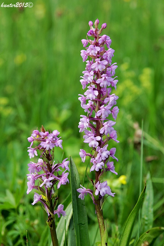 päťprstnica obyčajná Gymnadenia conopsea (L.) R. Br.