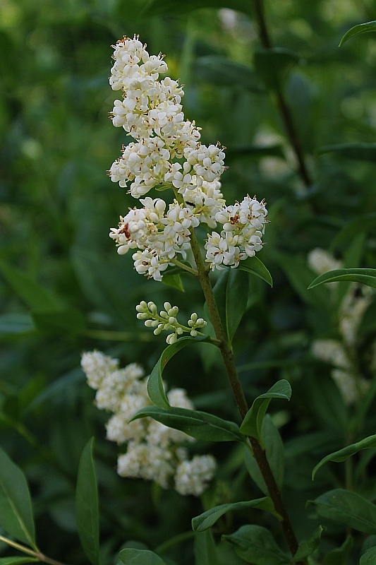 zob vtáčí Ligustrum ovalifolium Hassk.