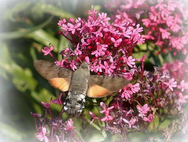 lišaj marinkový  Macroglossum stellatarum