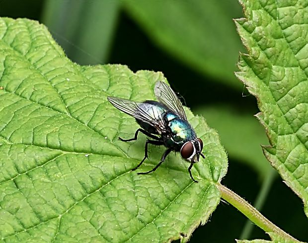 mucha Neomyia cornicina (Dipt., Muscidae)