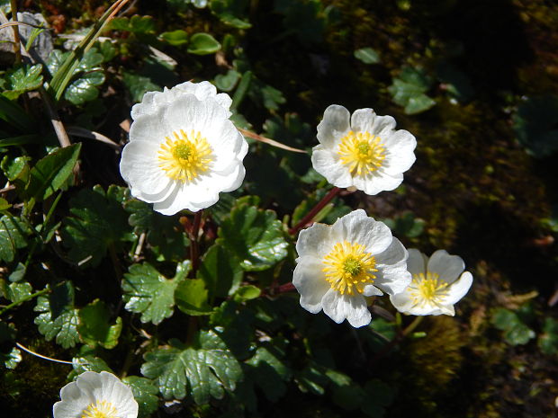 iskerník ľadovcový Ranunculus glacialis L.