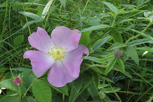 ruža galská Rosa gallica L.