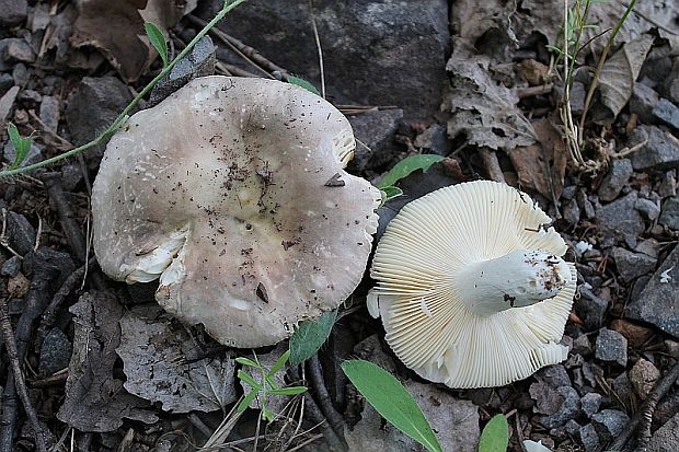 plávka Russula sp.