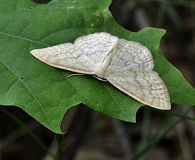 piadica marinková Scopula floslactata