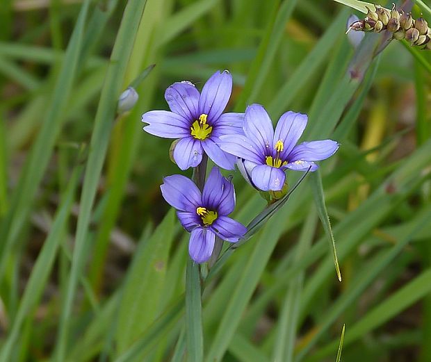 mečovka horská Sisyrinchium montanum Greene