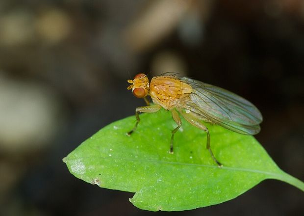 fúzavka Suillia pallida