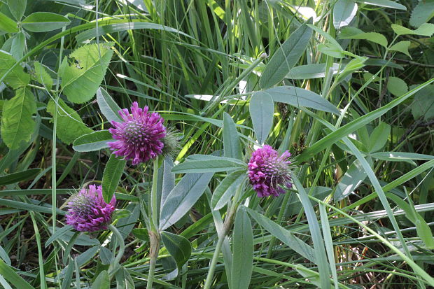 ďatelina alpská Trifolium alpestre L.