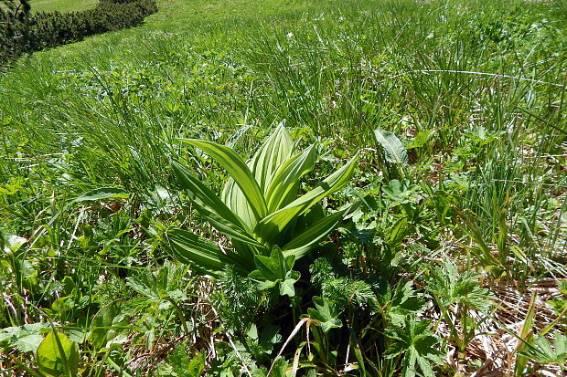 kýchavica biela lobelova Veratrum album subsp. lobelianum (Bernh.) Arcang.