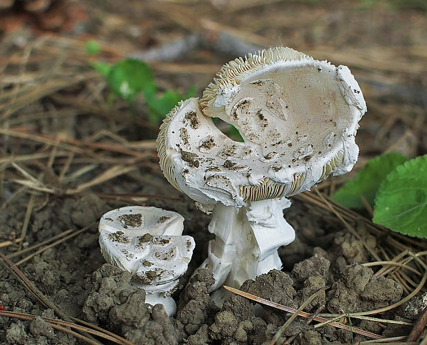 muchotrávka šiškovitá Amanita strobiliformis Gonn. & Rabenh.