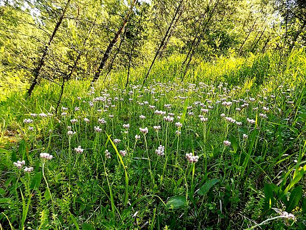 plešivec dvojdomý Antennaria dioica (L.) Gaertn.