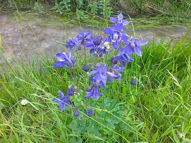 orlíček obyčajný Aquilegia vulgaris L.