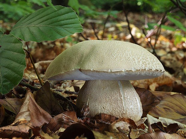 hríb dubový Boletus reticulatus Schaeff.