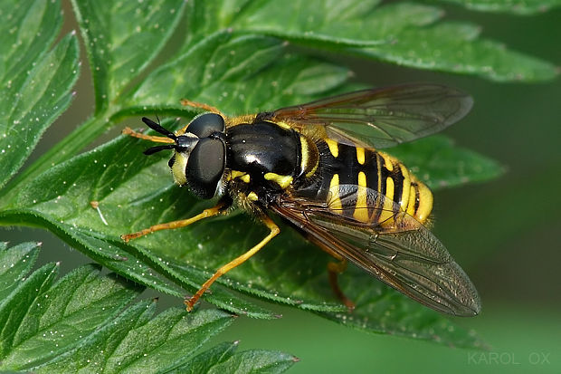 pestrica Chrysotoxum cautum