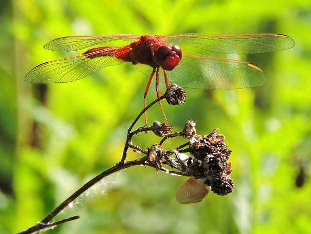 vážka   Crocothemis erythraea